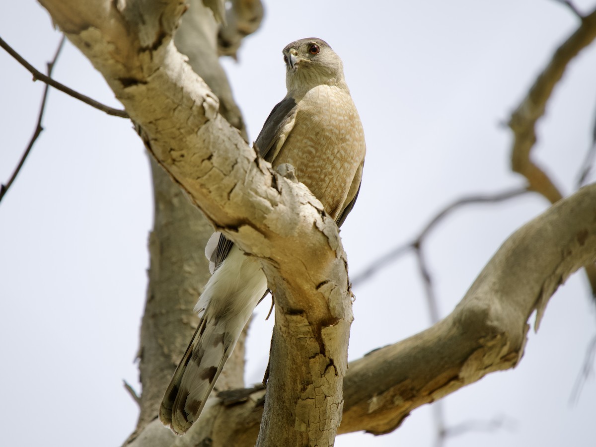 Cooper's Hawk - Kathi Marston