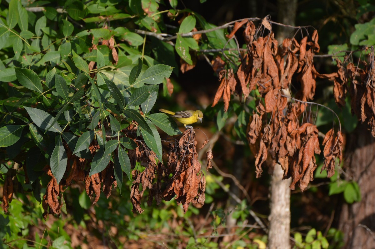 Orchard Oriole - ML620669748