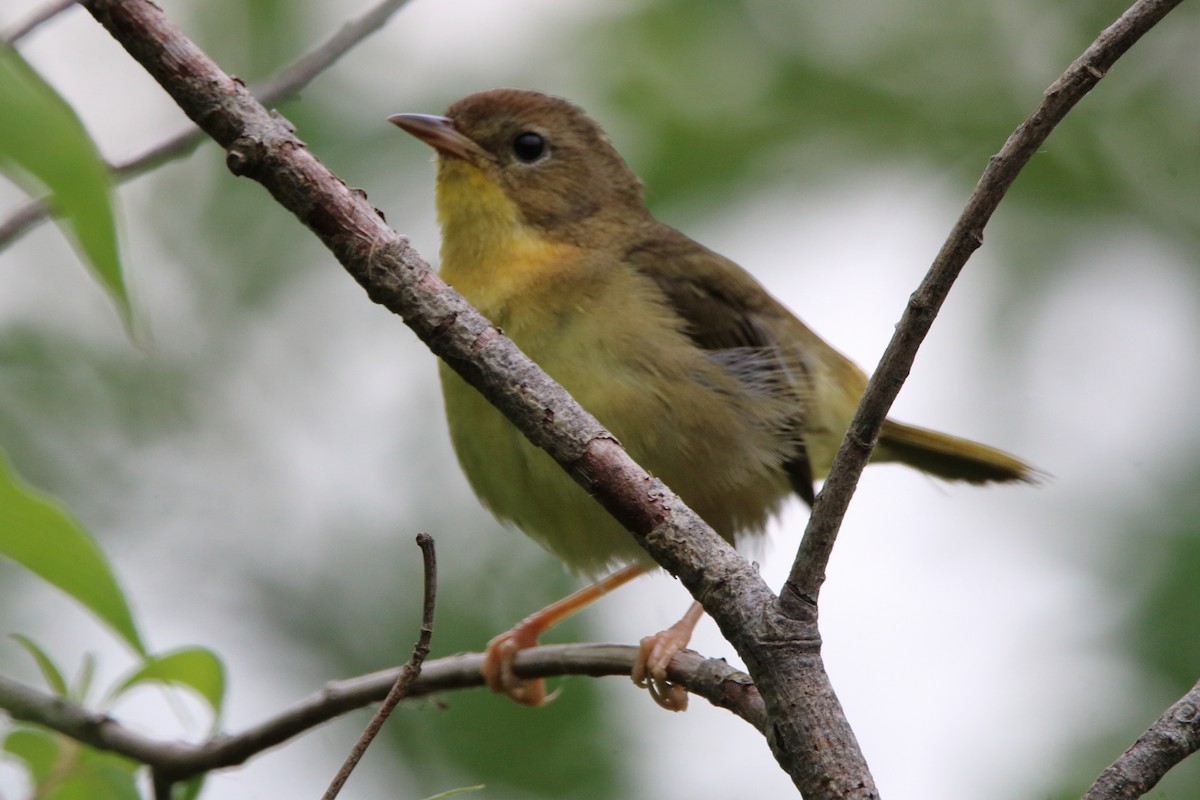 Common Yellowthroat - ML620669758