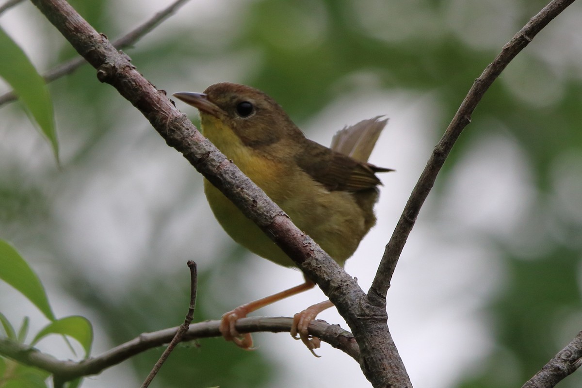 Common Yellowthroat - ML620669759