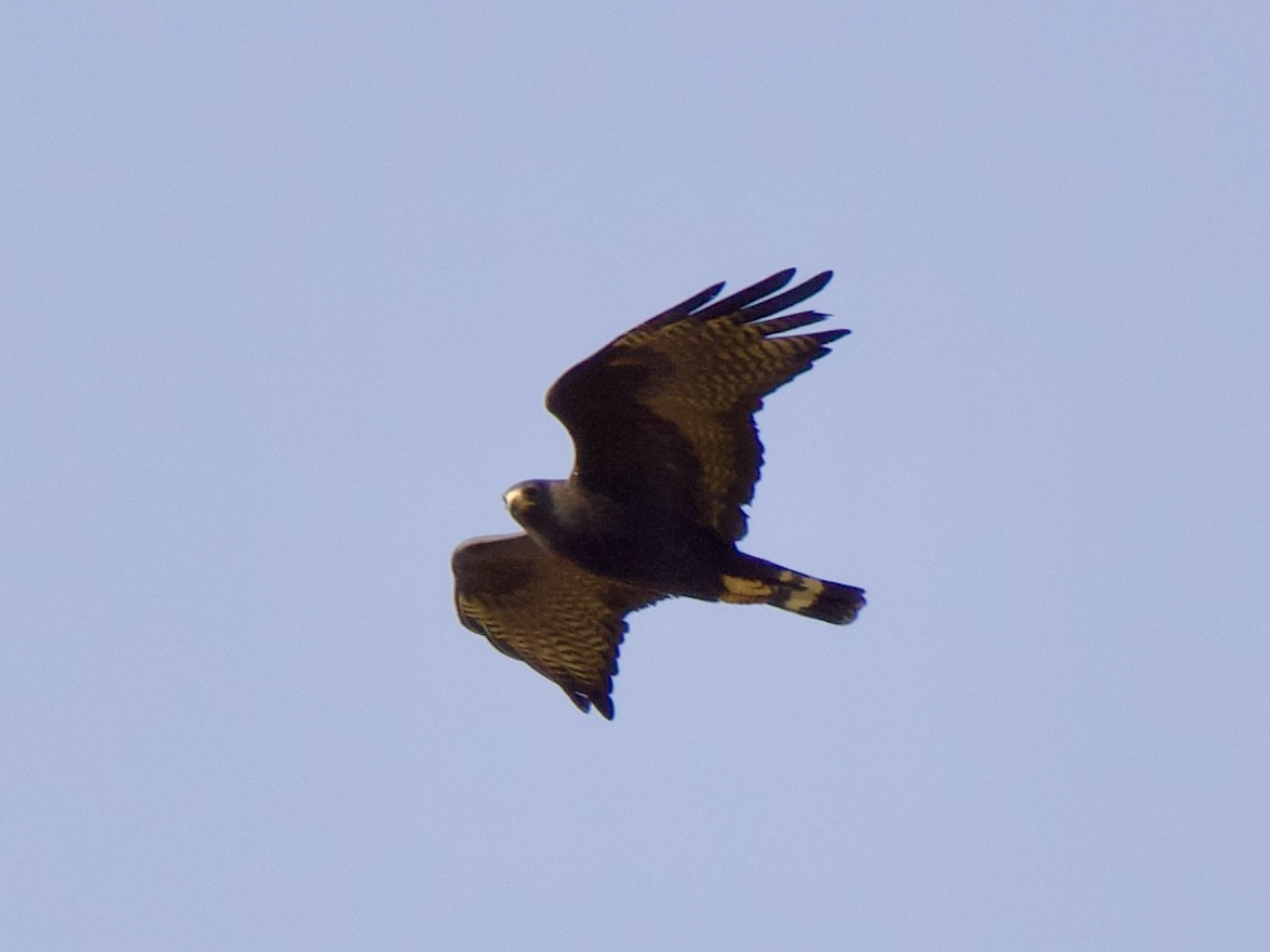 Zone-tailed Hawk - ML620669761