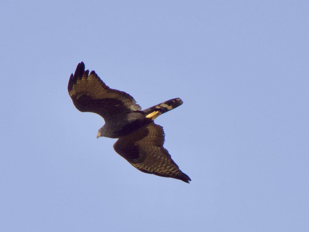 Zone-tailed Hawk - ML620669762