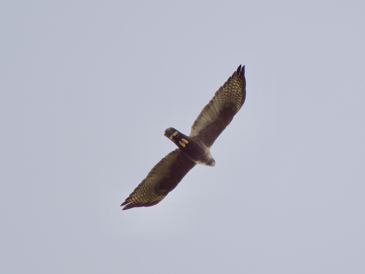 Zone-tailed Hawk - ML620669763