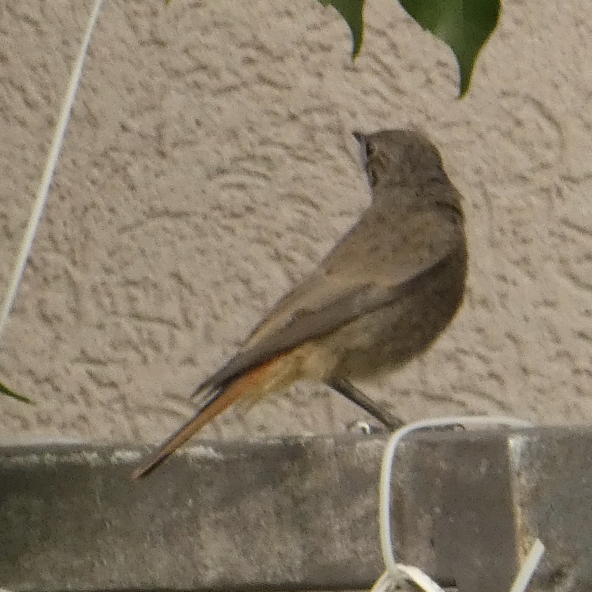 Black Redstart - ML620669766