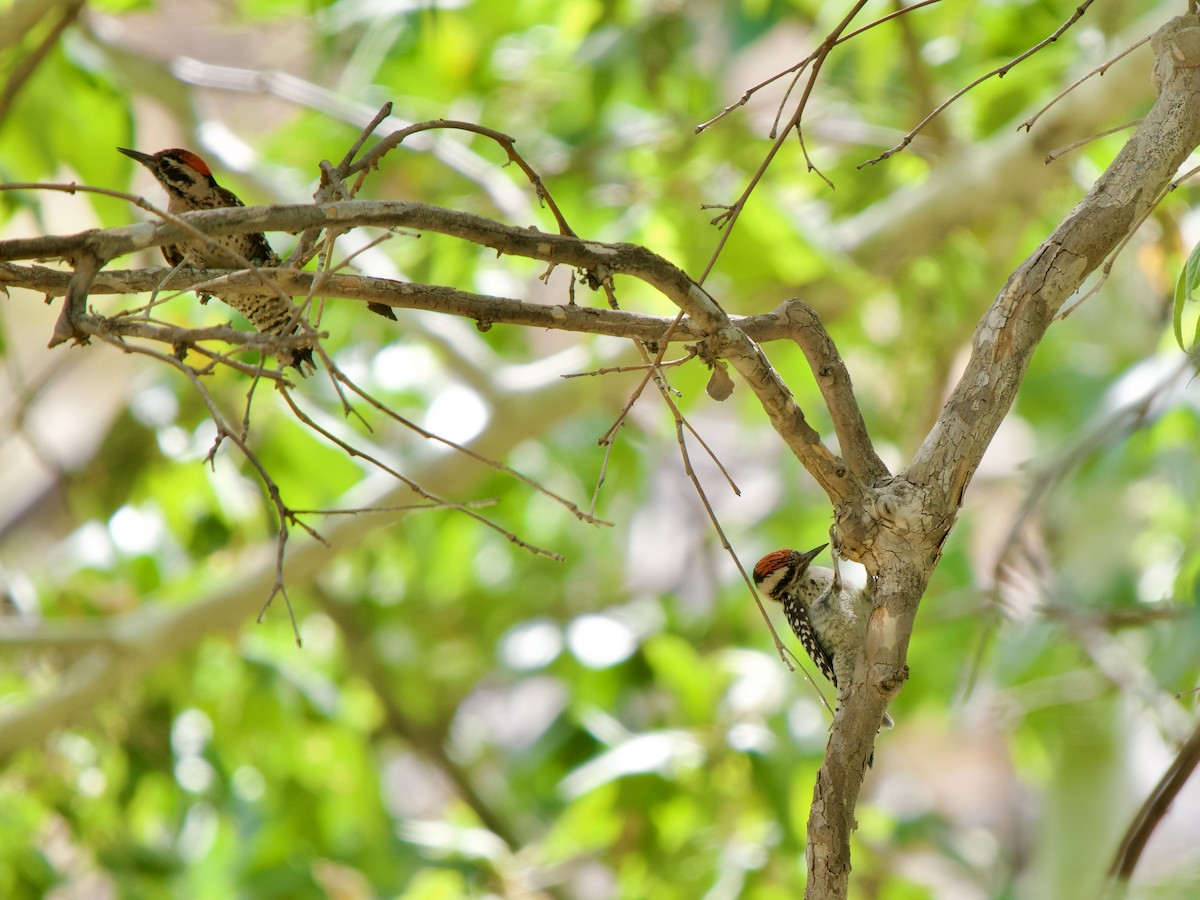 Ladder-backed Woodpecker - ML620669767