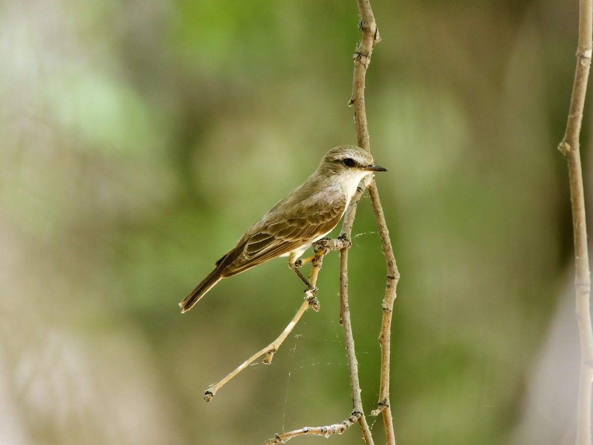 Vermilion Flycatcher - ML620669775