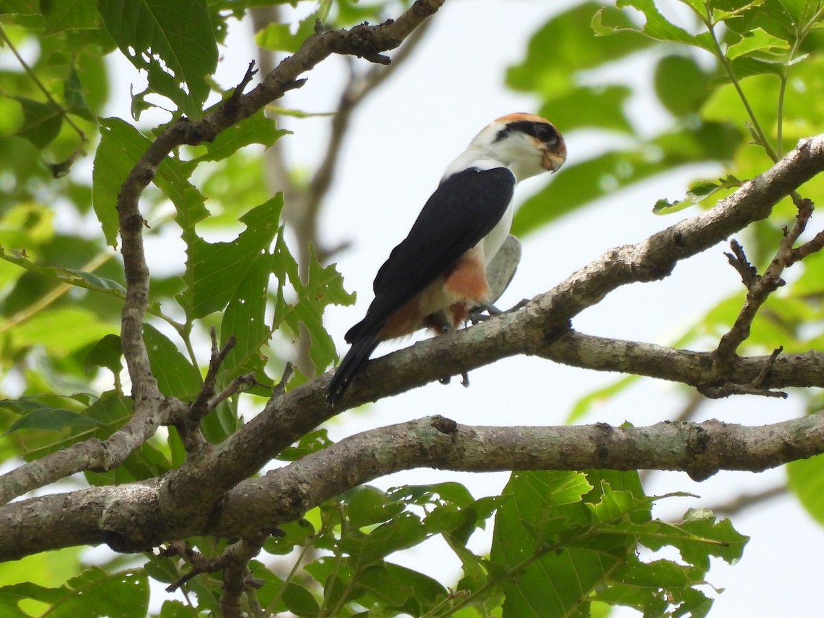 Collared Falconet - ML620669778