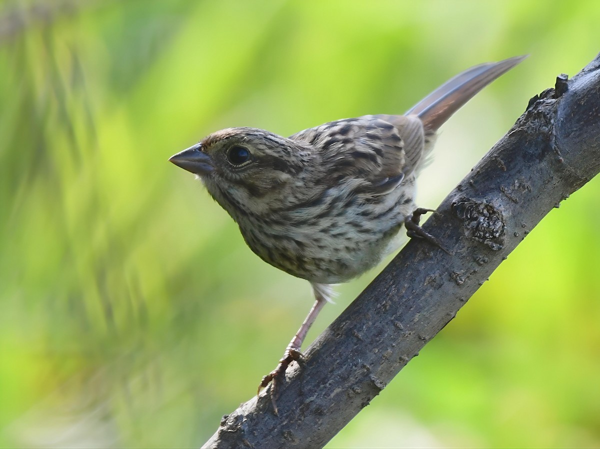 Song Sparrow - ML620669786