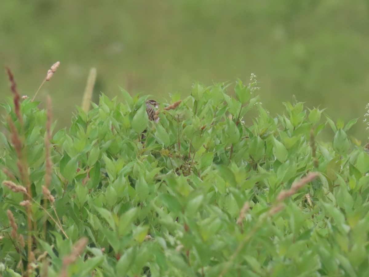 Clay-colored Sparrow - ML620669789