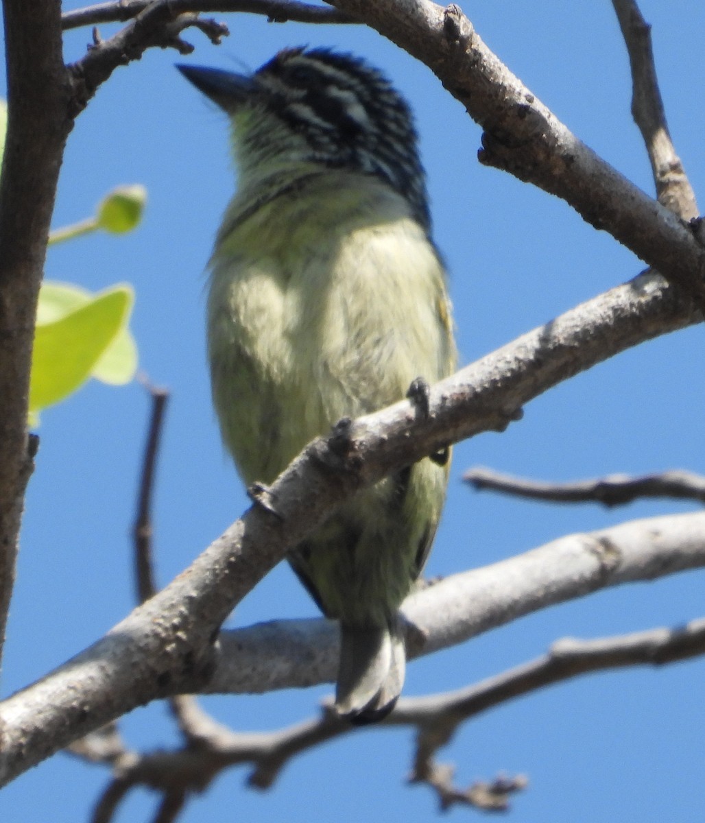 Yellow-fronted Tinkerbird - Rodney Macready