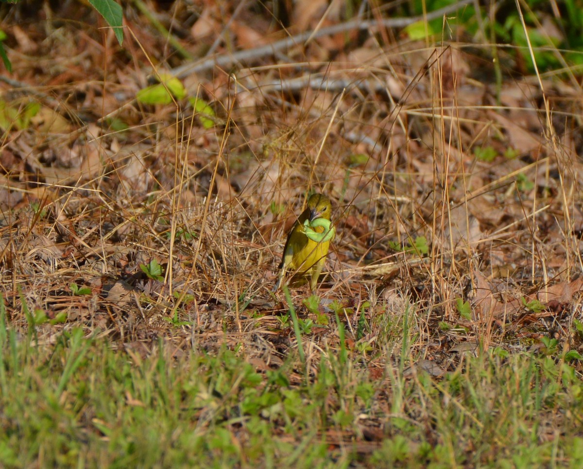 Oriole des vergers - ML620669792