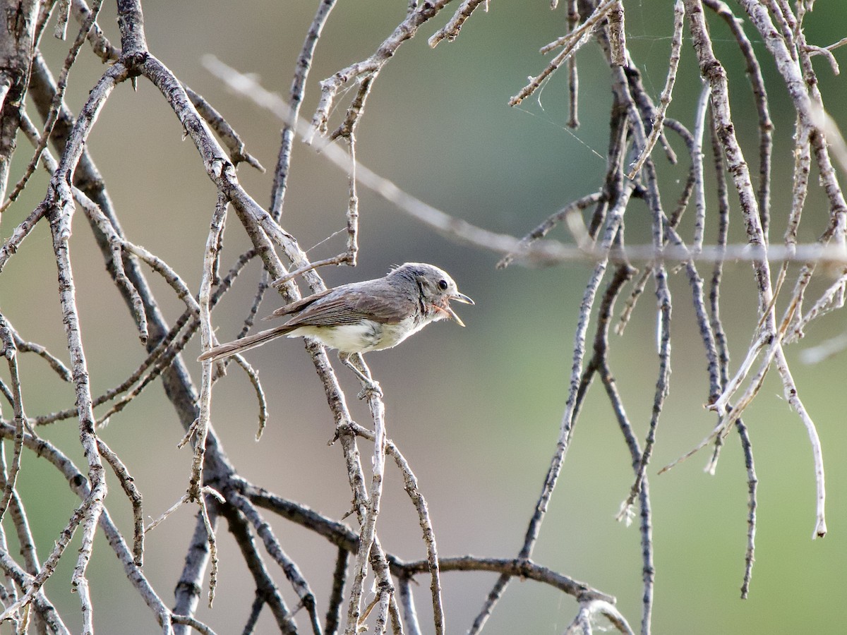 Bell's Vireo - Kathi Marston