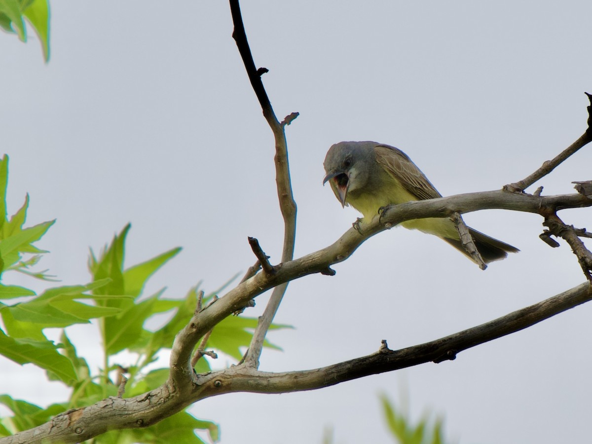 Cassin's Kingbird - ML620669802