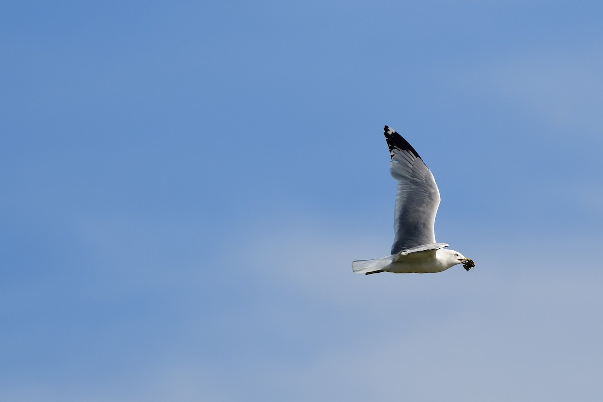 Ring-billed Gull - ML620669812