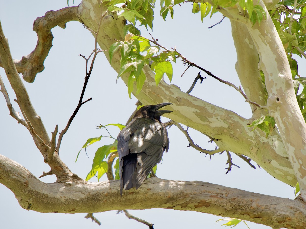 Common Raven - ML620669819