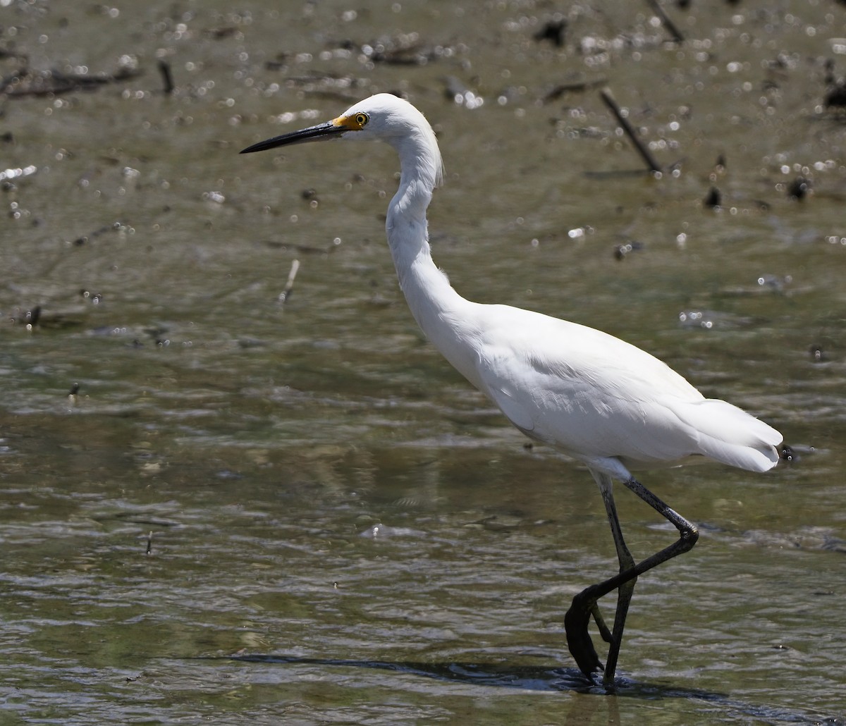 Snowy Egret - ML620669821