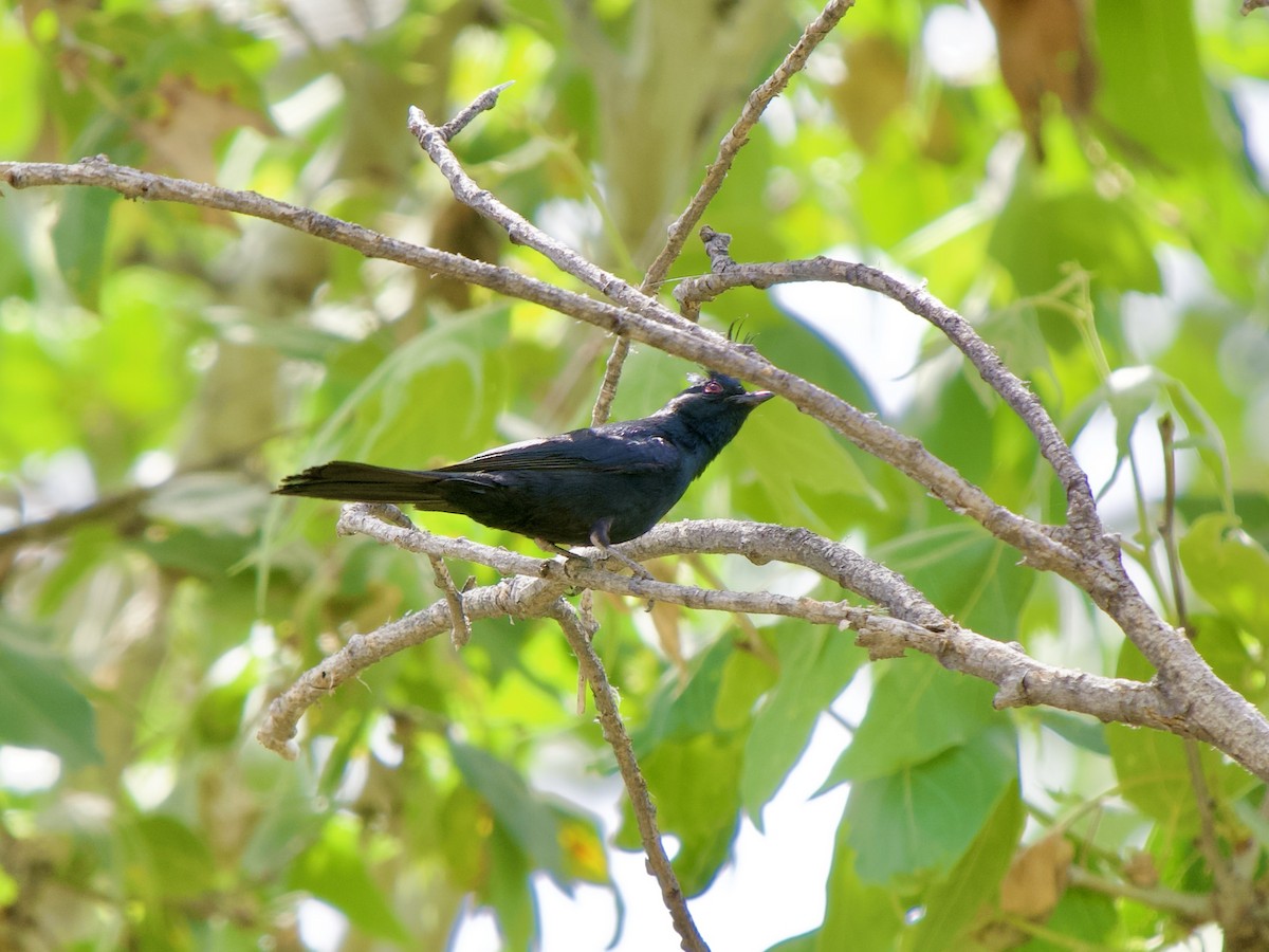 Capulinero Negro - ML620669825