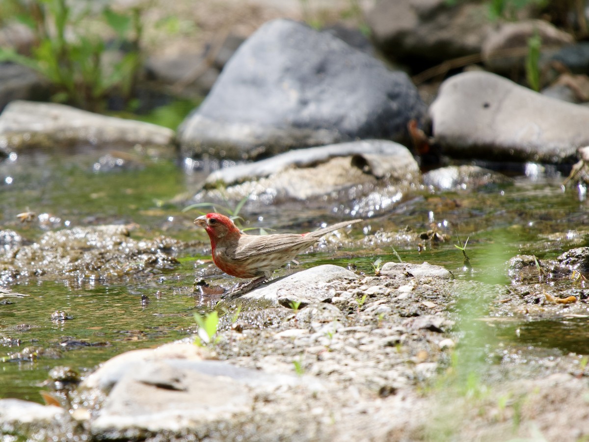 House Finch - Kathi Marston