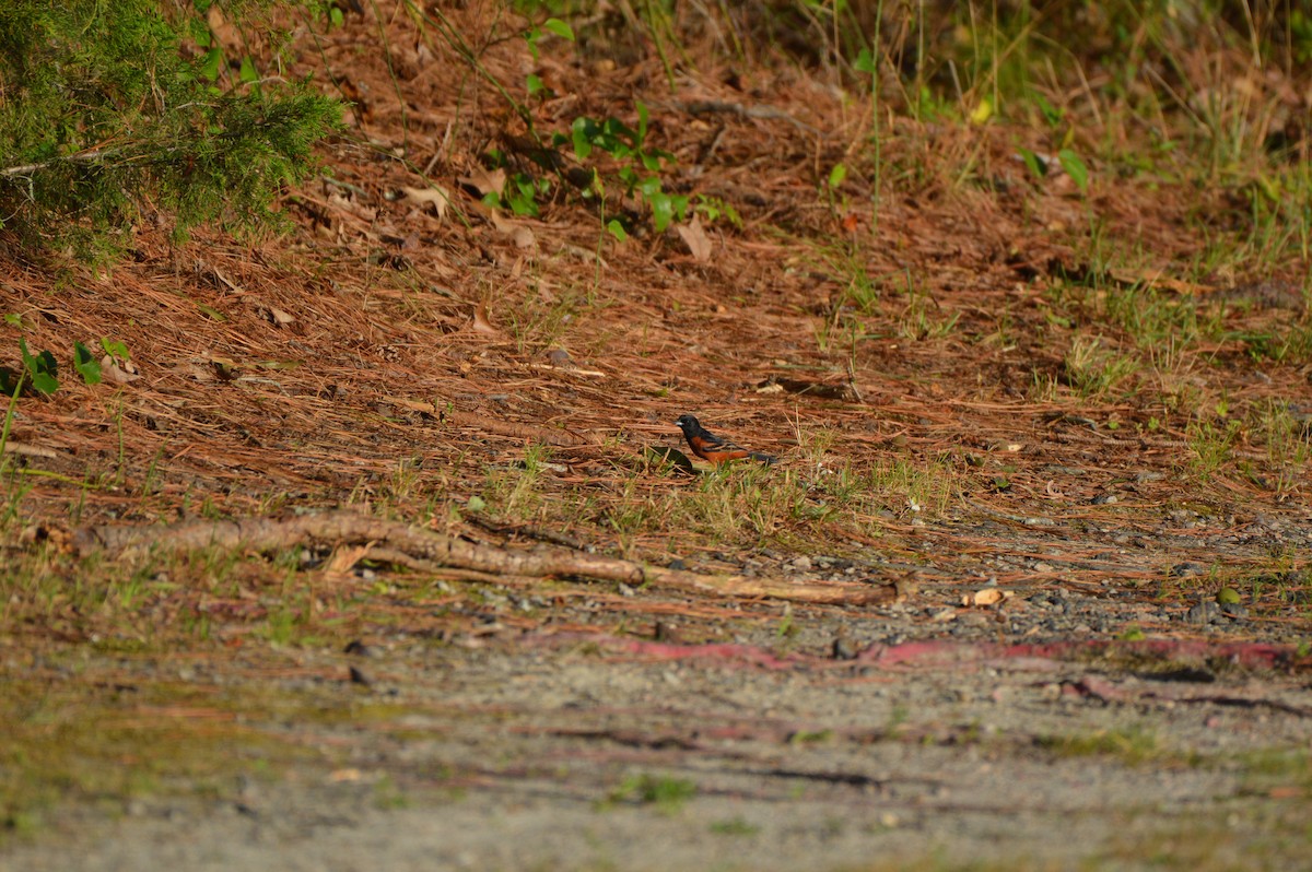 Orchard Oriole - ML620669828