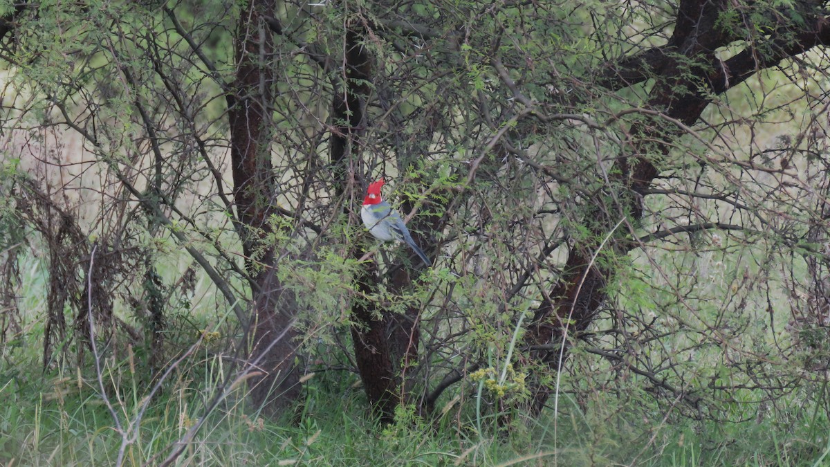 Red-crested Cardinal - ML620669829