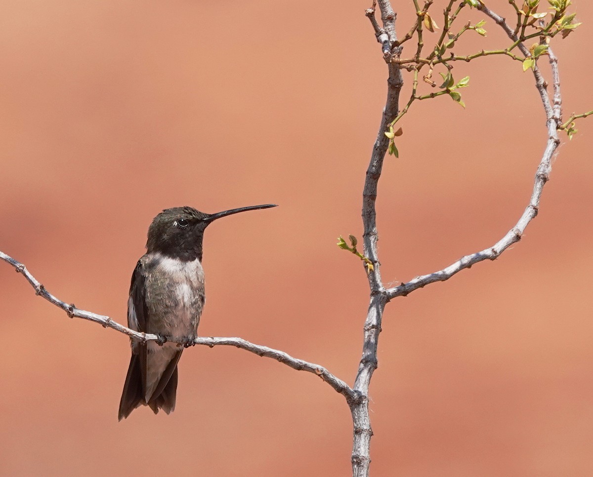 Colibri à gorge noire - ML620669831