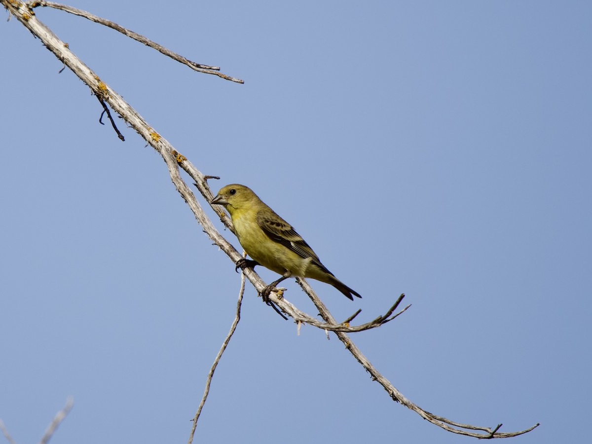 Lesser Goldfinch - ML620669842