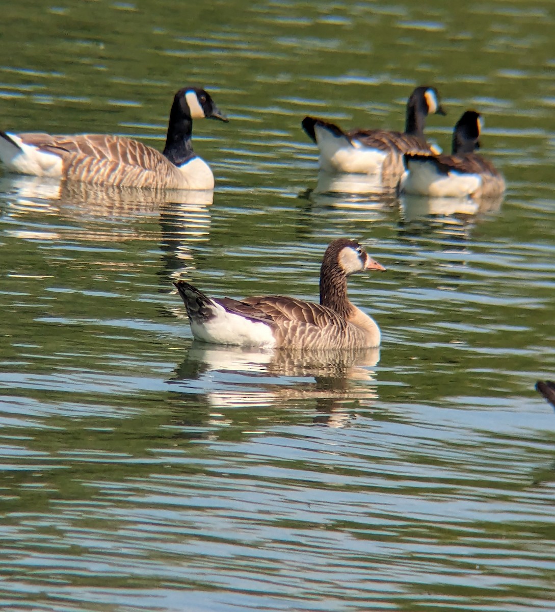 Graylag x Canada Goose (hybrid) - ML620669843