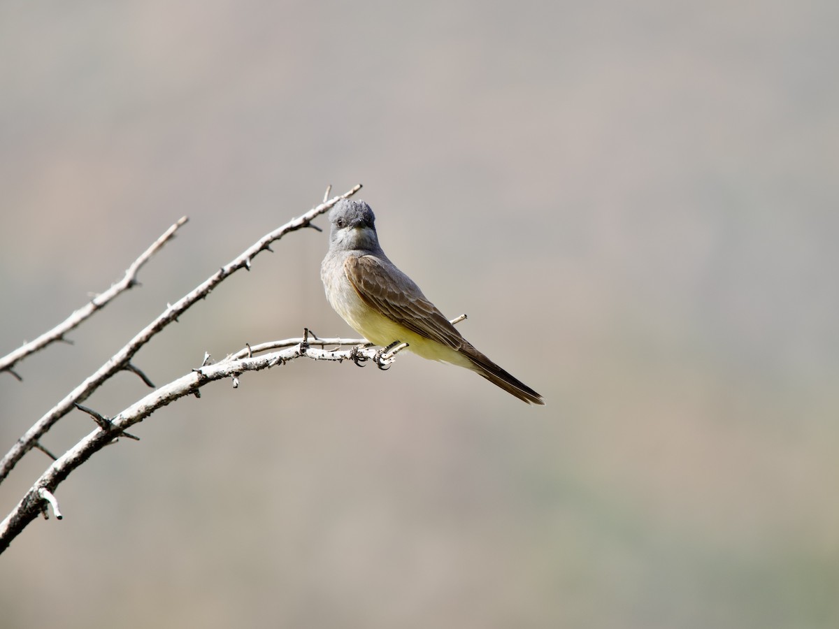 Cassin's Kingbird - ML620669844