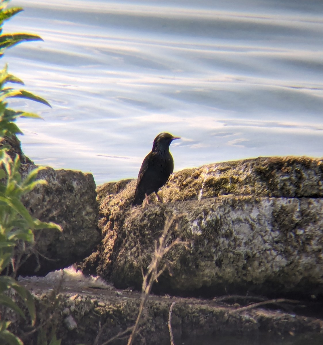 European Starling - ML620669845