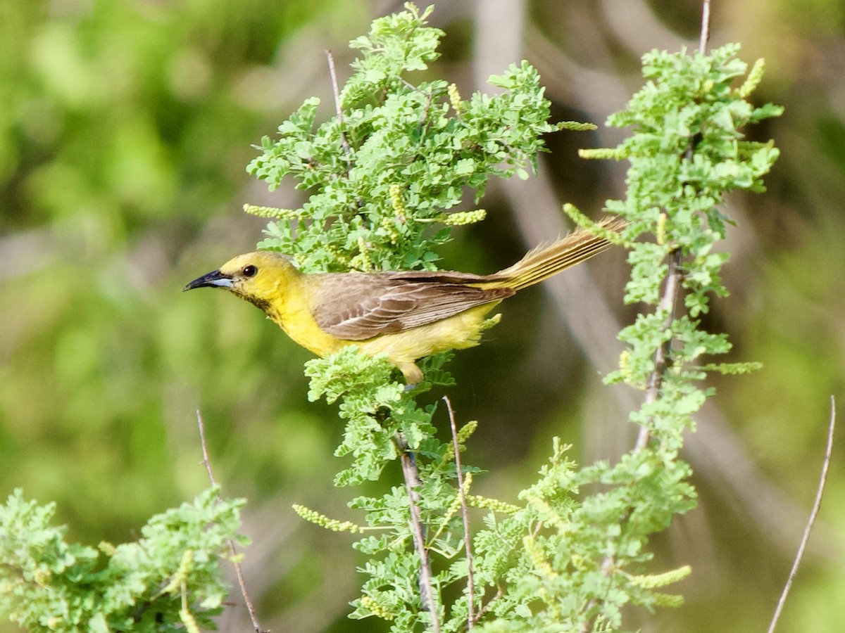 Oriole masqué - ML620669847