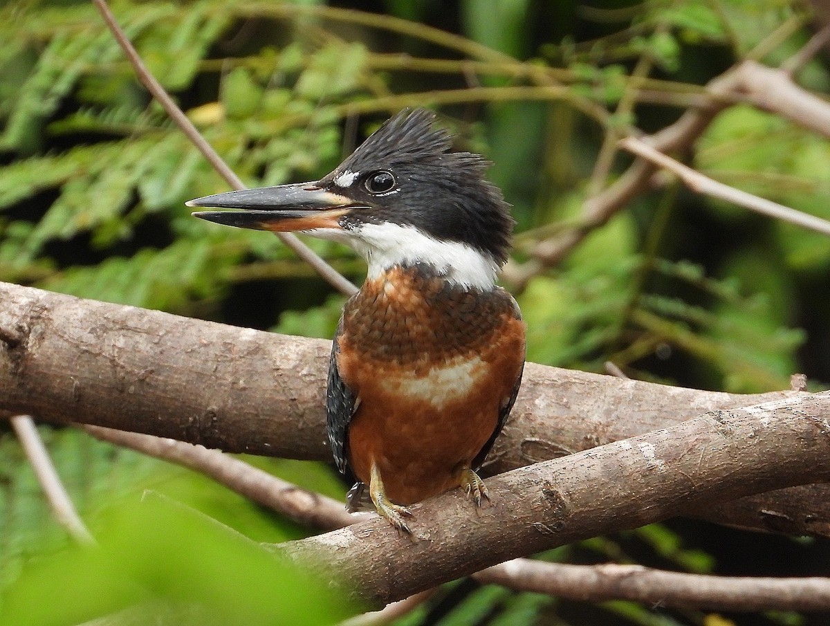 Ringed Kingfisher - ML620669850