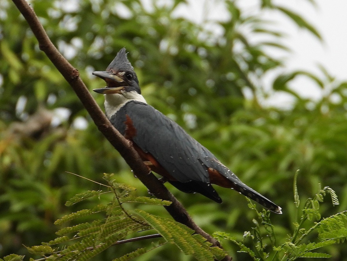 Martin-pêcheur à ventre roux - ML620669852