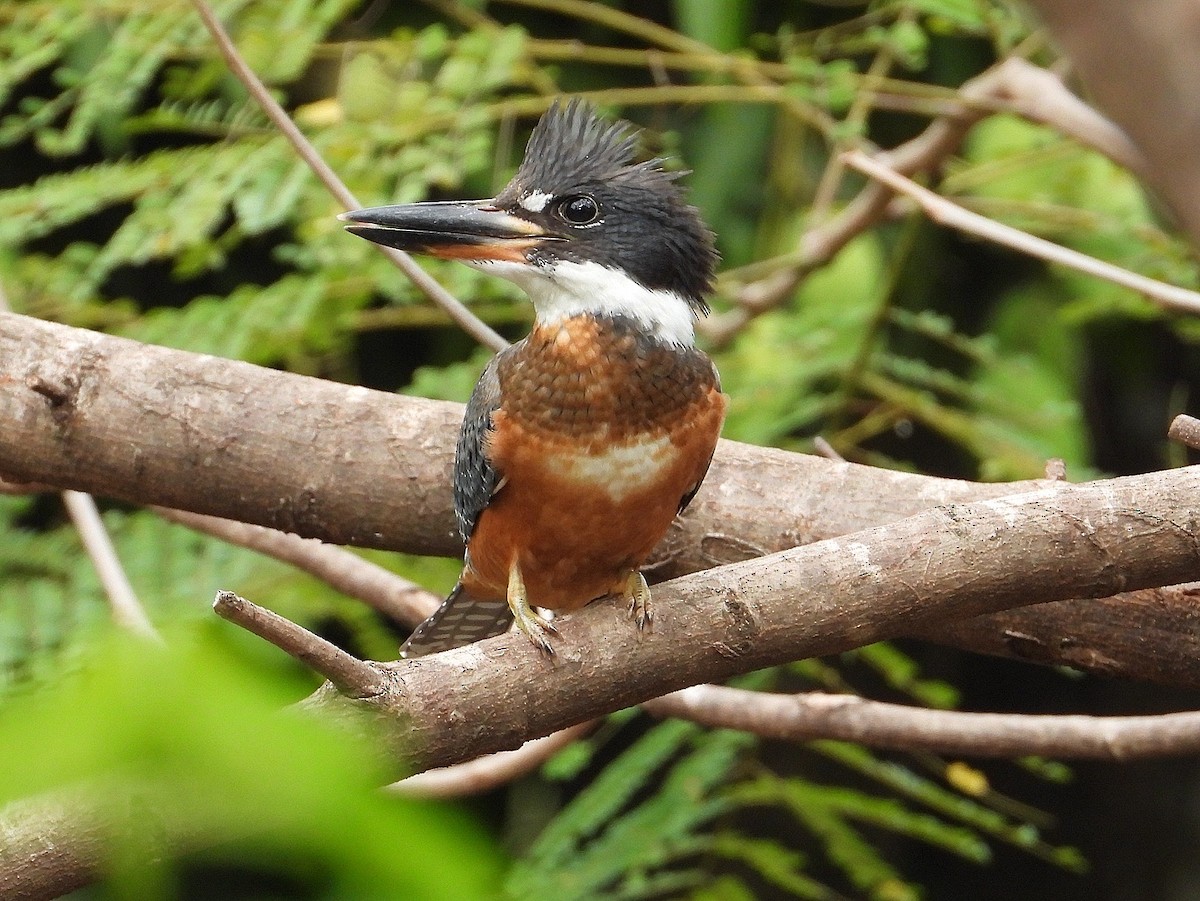 Ringed Kingfisher - Ramon Mena