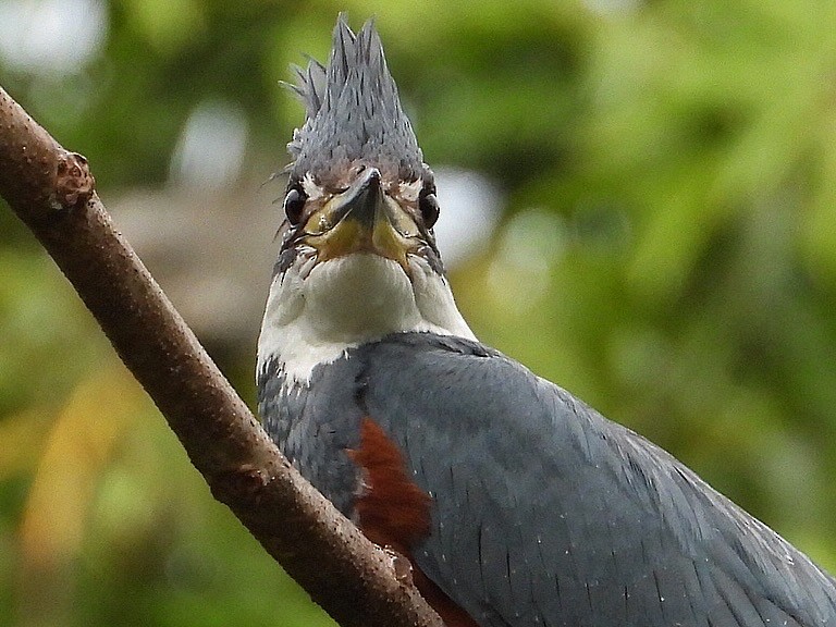 Ringed Kingfisher - ML620669854