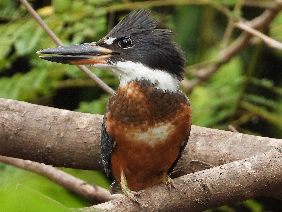 Ringed Kingfisher - ML620669855