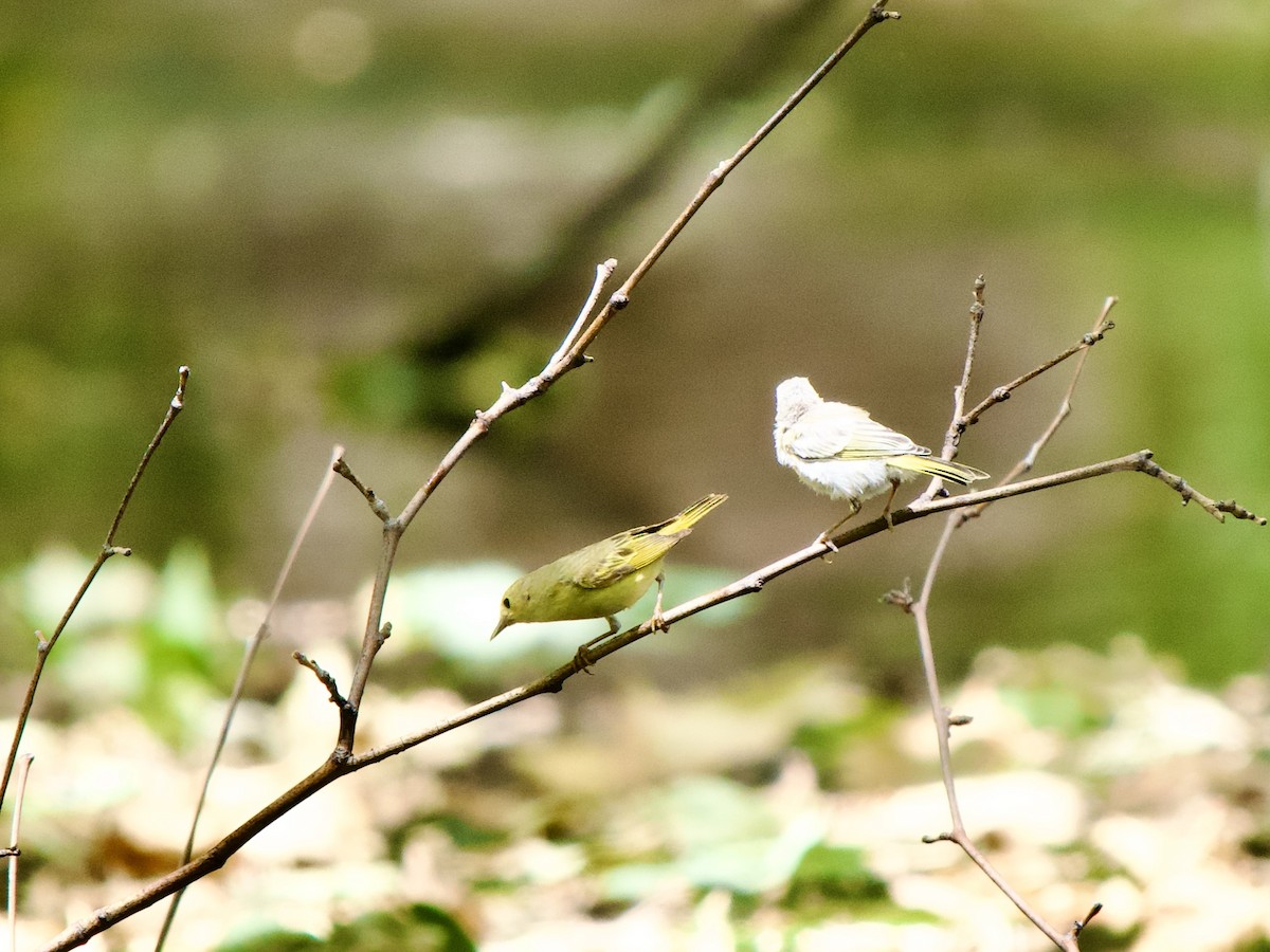 Yellow Warbler - ML620669863