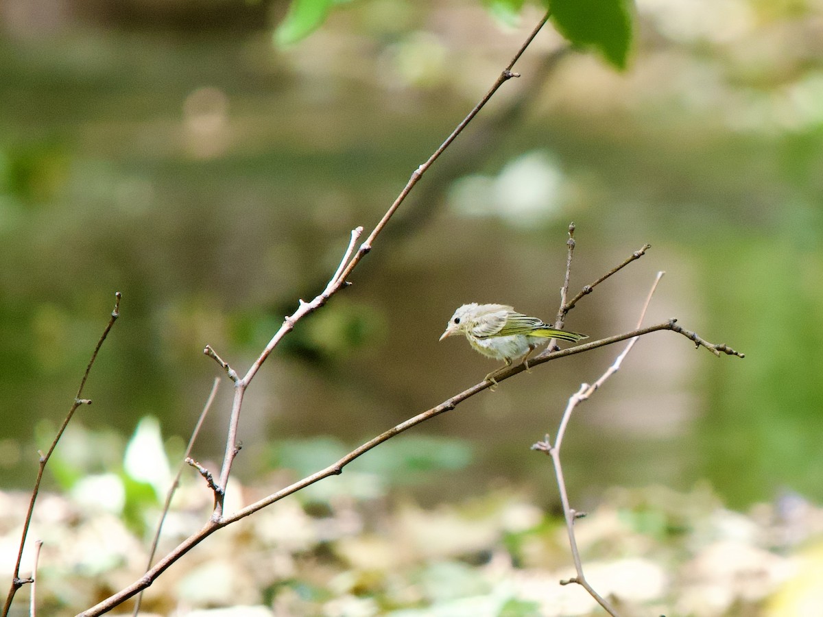 Yellow Warbler - ML620669864