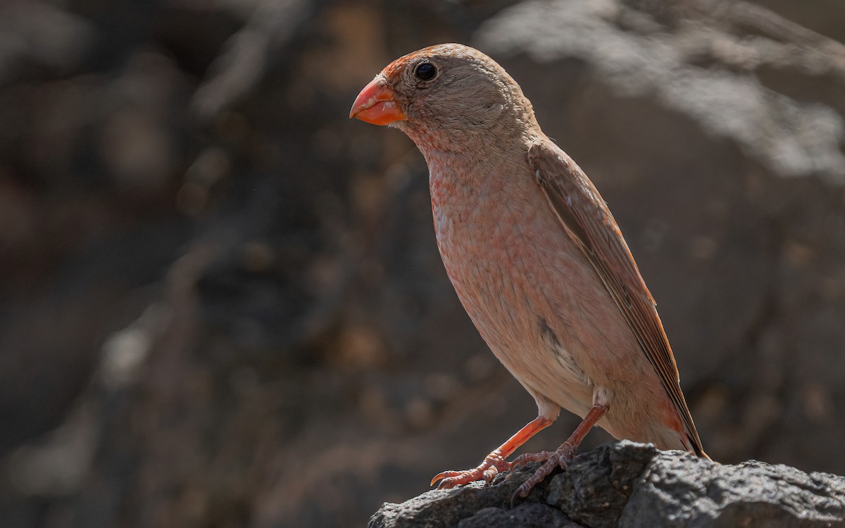 Trumpeter Finch - ML620669868