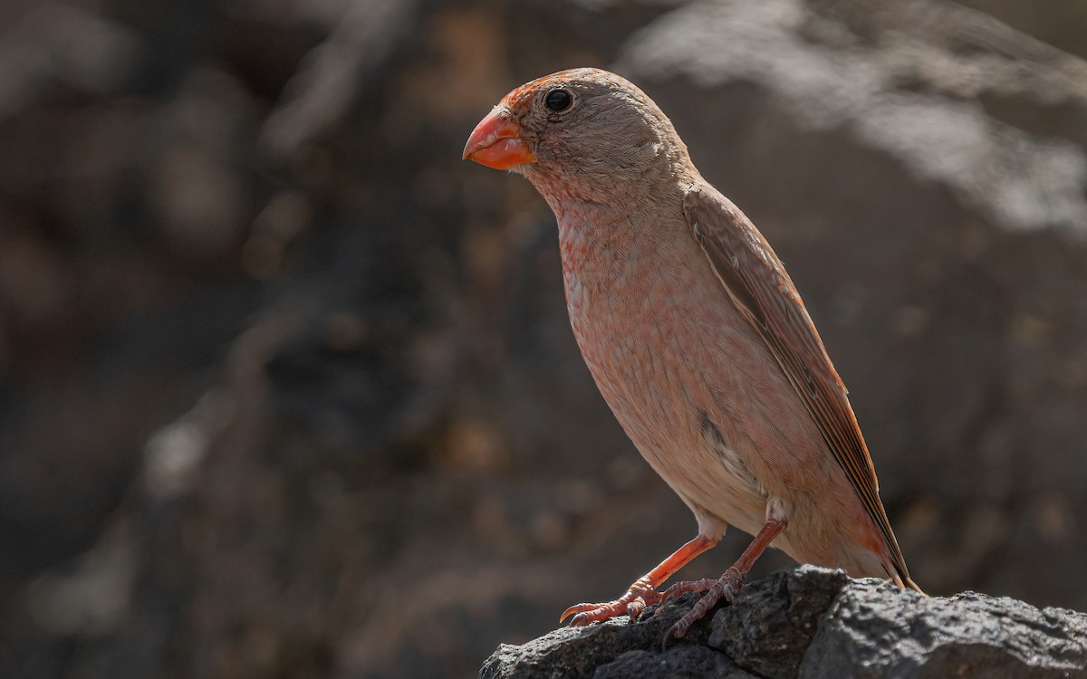 Trumpeter Finch - ML620669872