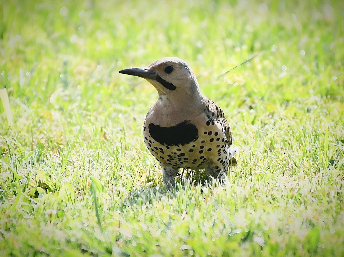 Northern Flicker (Yellow-shafted) - ML620669875