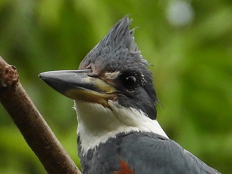 Ringed Kingfisher - ML620669877