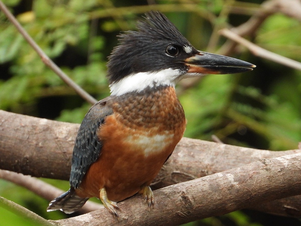 Ringed Kingfisher - ML620669878