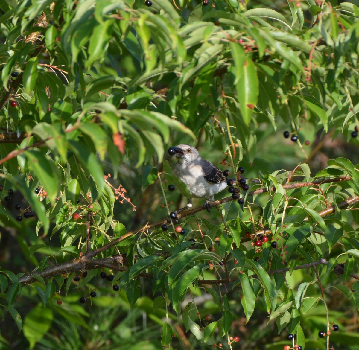 Northern Mockingbird - ML620669880