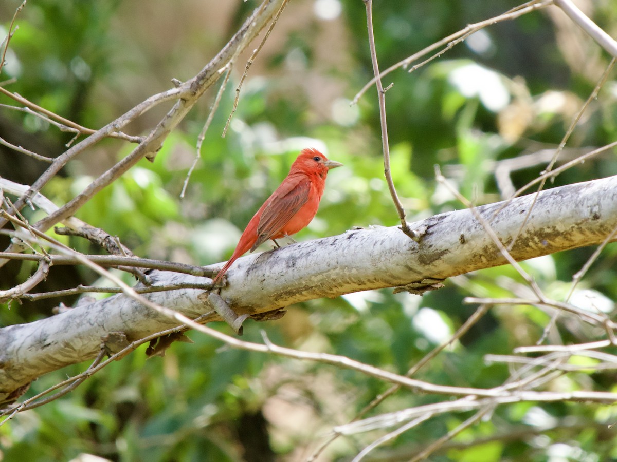 Summer Tanager - Kathi Marston