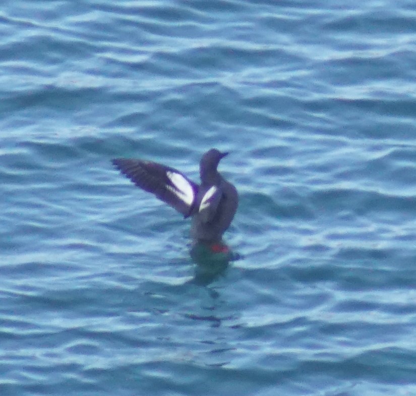 Pigeon Guillemot - ML620669885