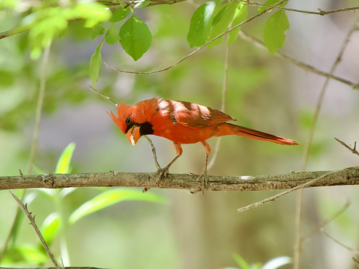 Cardinal rouge - ML620669887