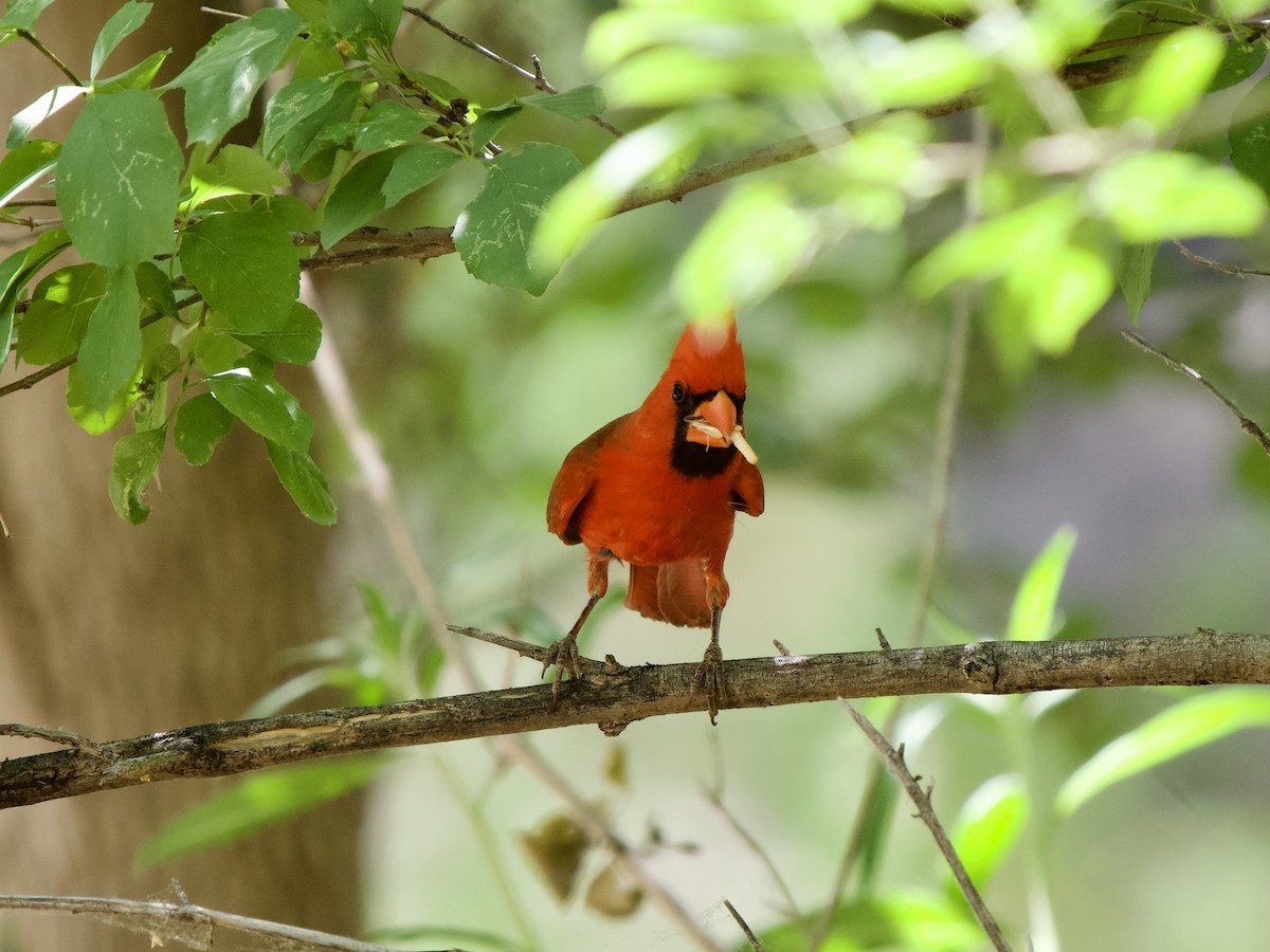 Northern Cardinal - Kathi Marston