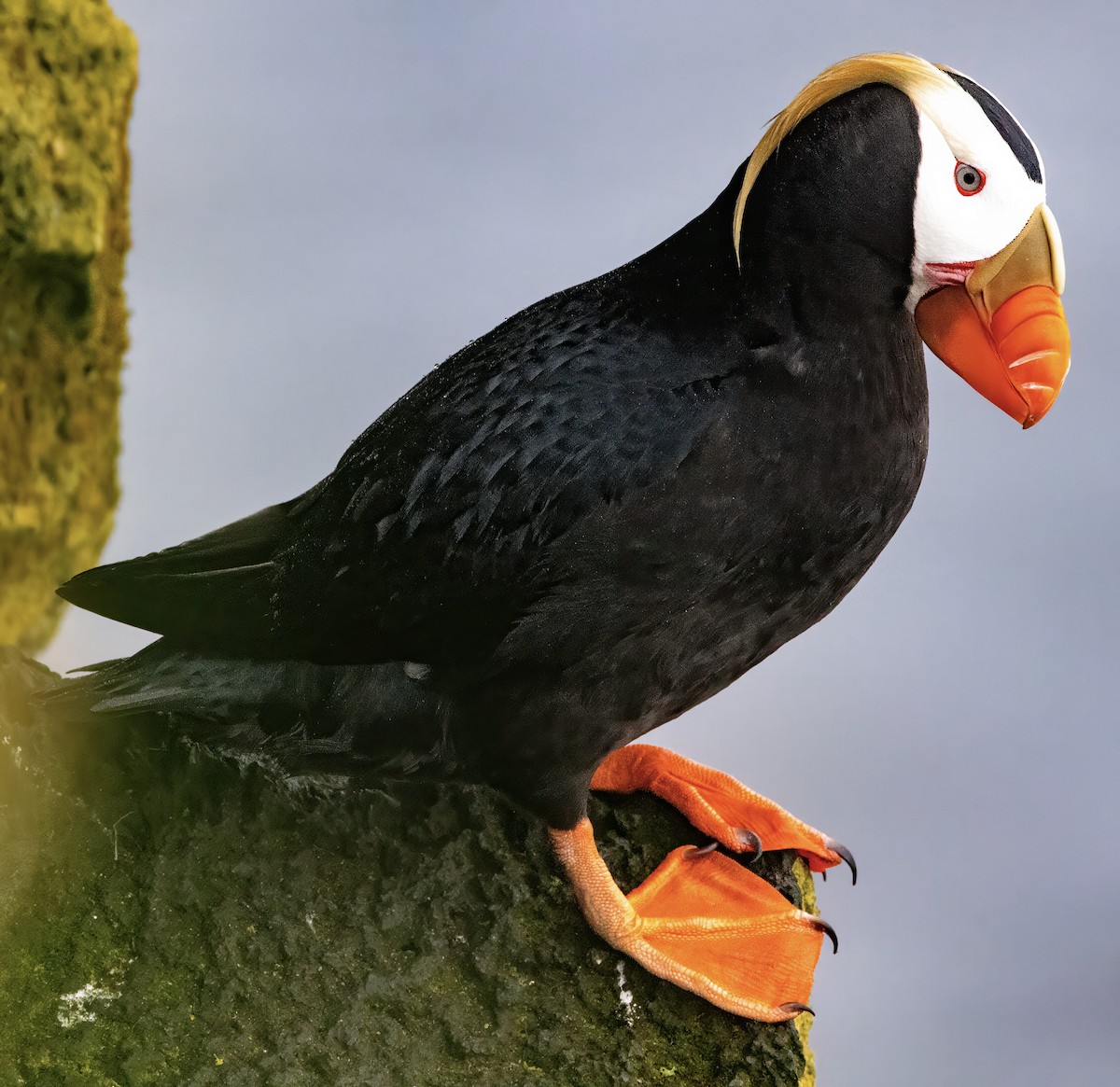 Tufted Puffin - ML620669891