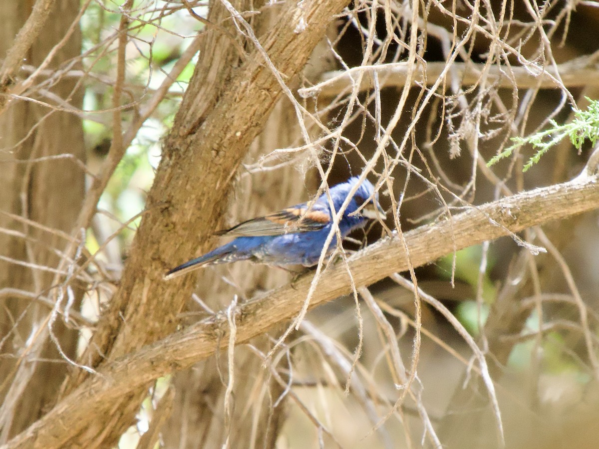 Guiraca bleu - ML620669892