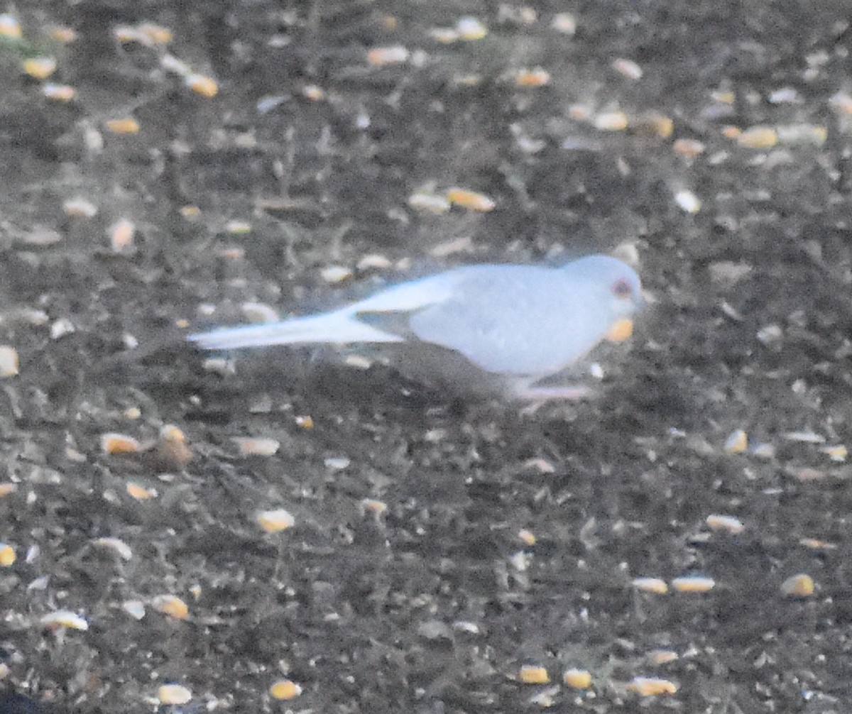 passerine sp. - ML620669894